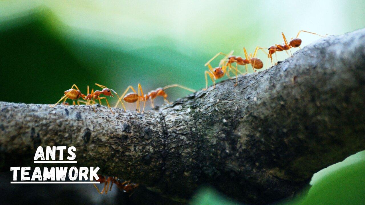 How Do Ants Work Together I Ants Teamwork One News Page VIDEO