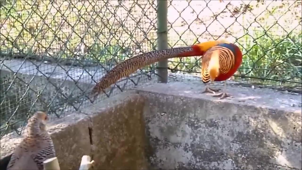 Beautiful Golden Pheasants and Wading Birds - One News Page VIDEO