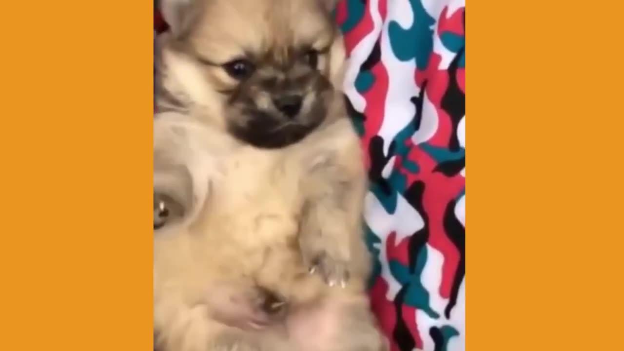 Cute Pets Doing Funny Things (Funny Animal Videos) | Pet Videos That Make You Laugh in 2022 - Part 3