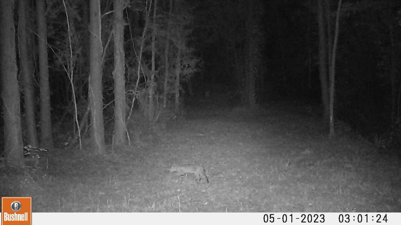 Deer Camera May 1st 2023 - One News Page VIDEO