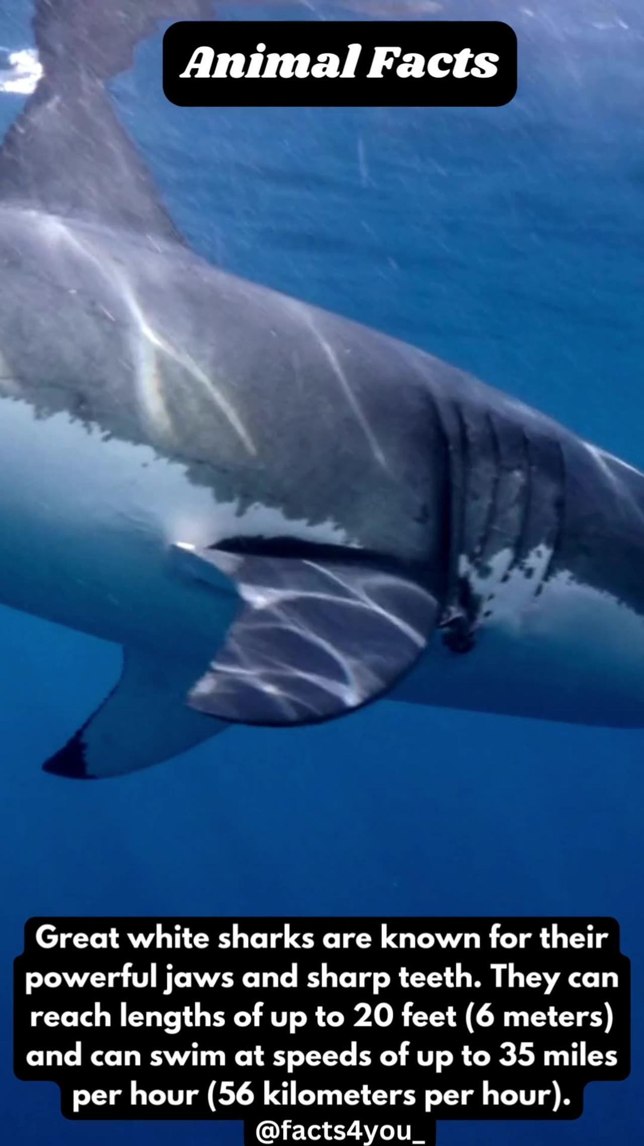 Facts About Great White Shark | Amazing Facts - One News Page VIDEO