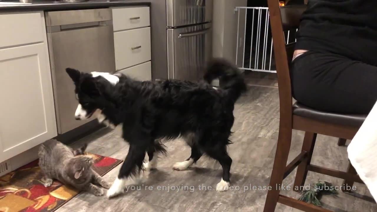 Cat picks a play fight with dog