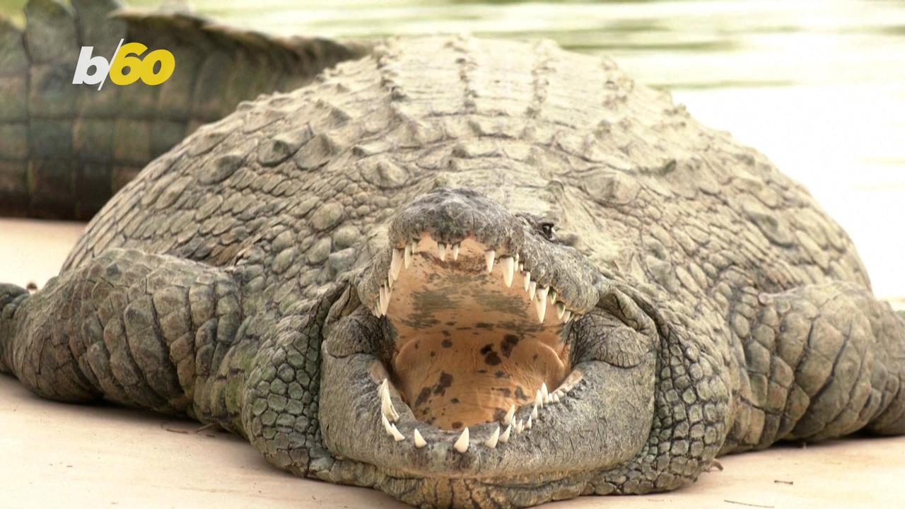 Crocodile Park In Dubai Officially Open to the Public