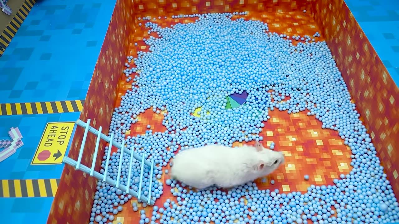 Hamster Escapes Prison Maze With Swimming Pool Challenge  DIY Hamster Maze