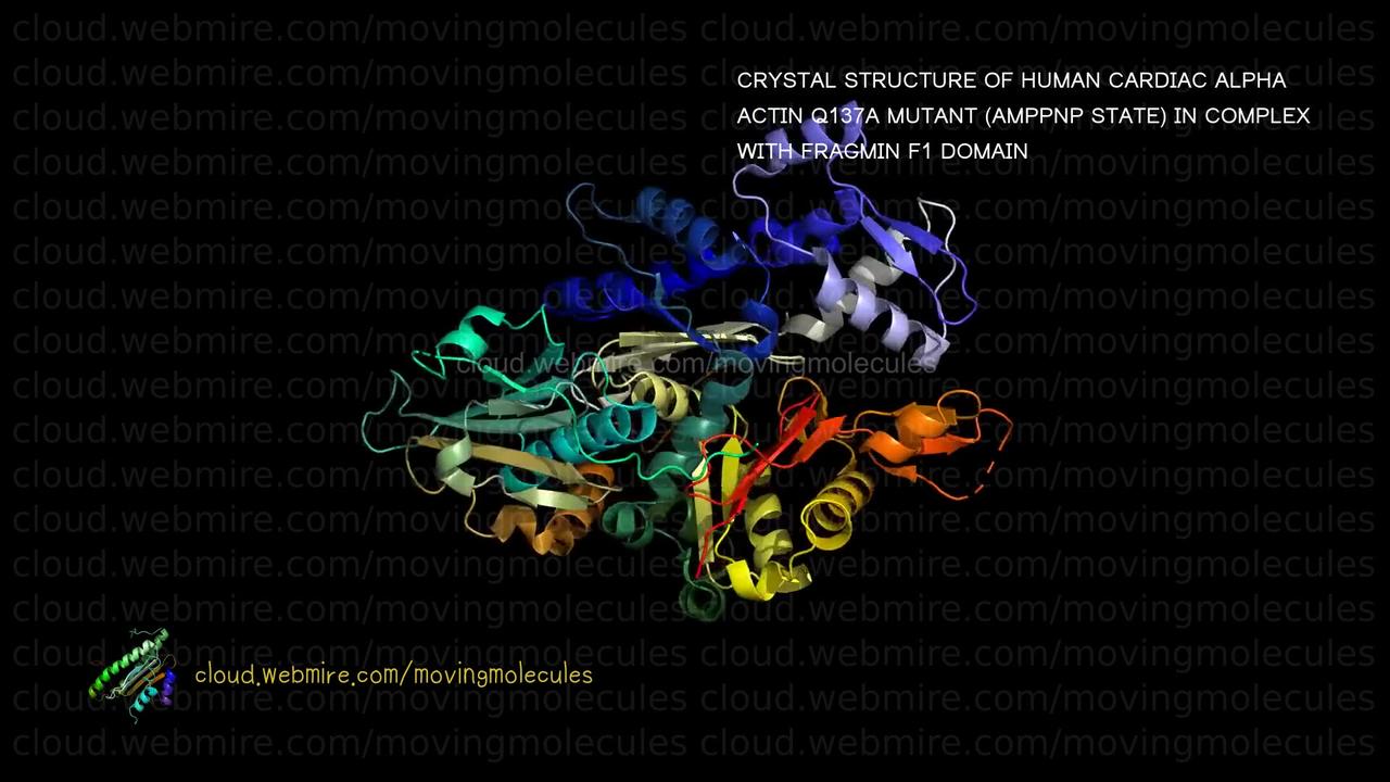 Moving Molecules ･ CRYSTAL STRUCTURE OF HUMAN CARDIAC ALPHA ACTIN Q137A MUTANT (AMPPNP STATE) IN C