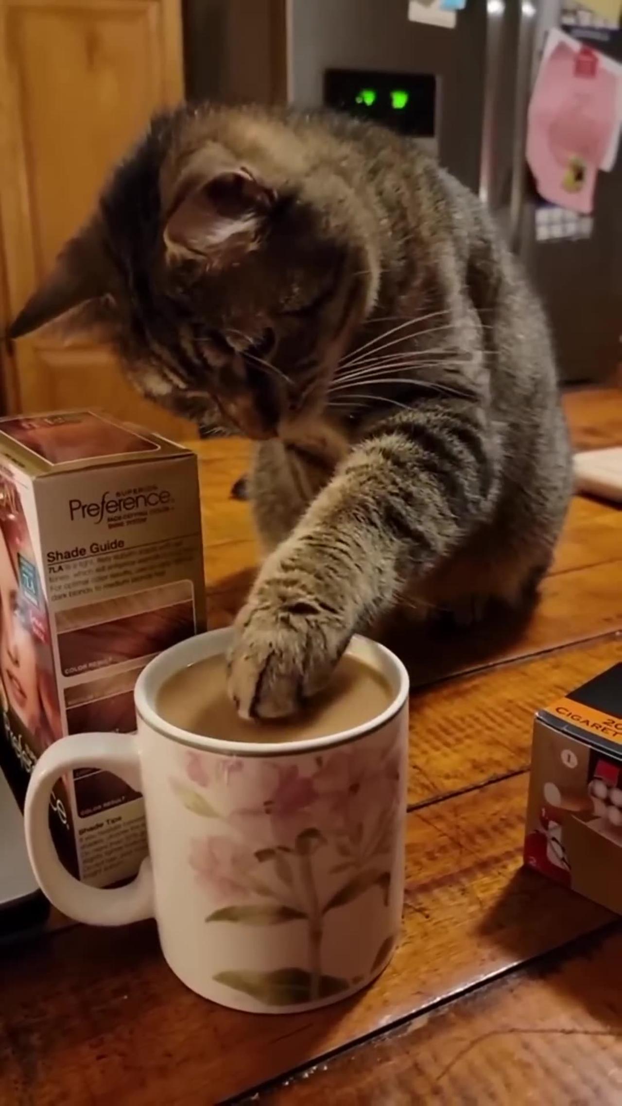 Funny Animals Shorts 201 :-) cat & coffee 😂 Cats Dogs Pets laugh viral video