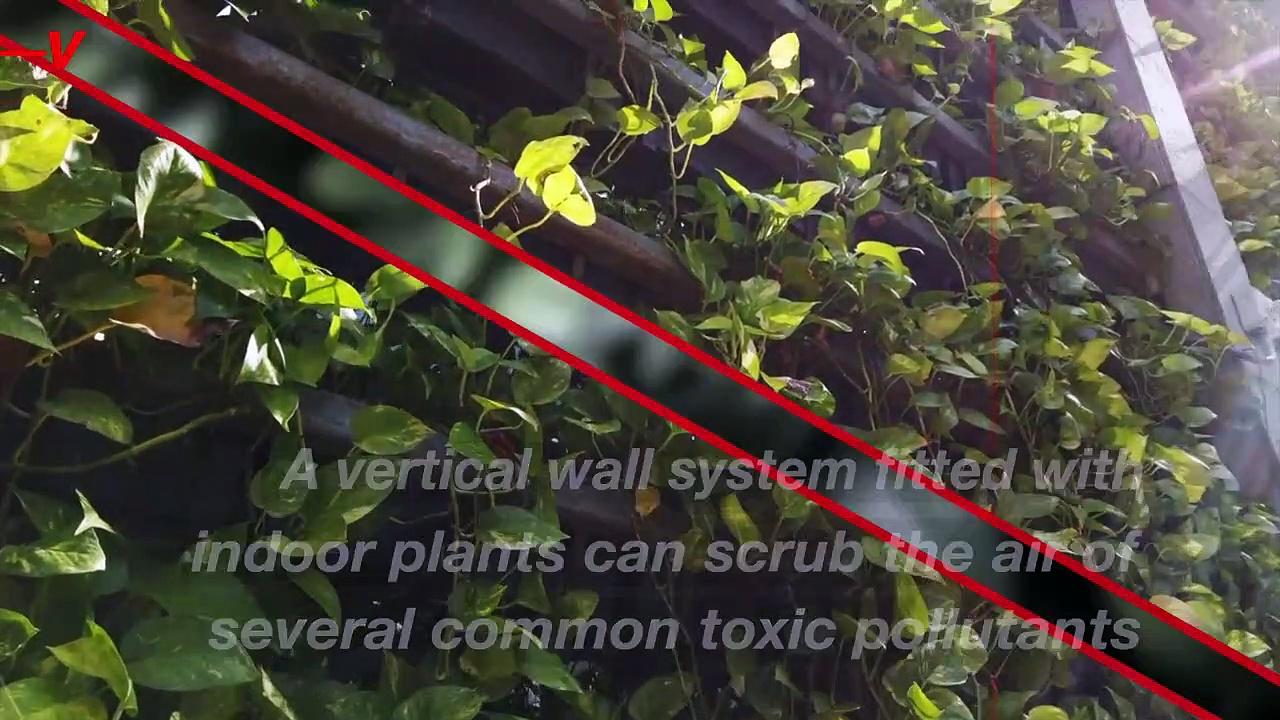 Plants Can Clean Toxic Chemicals From the Air in Hours