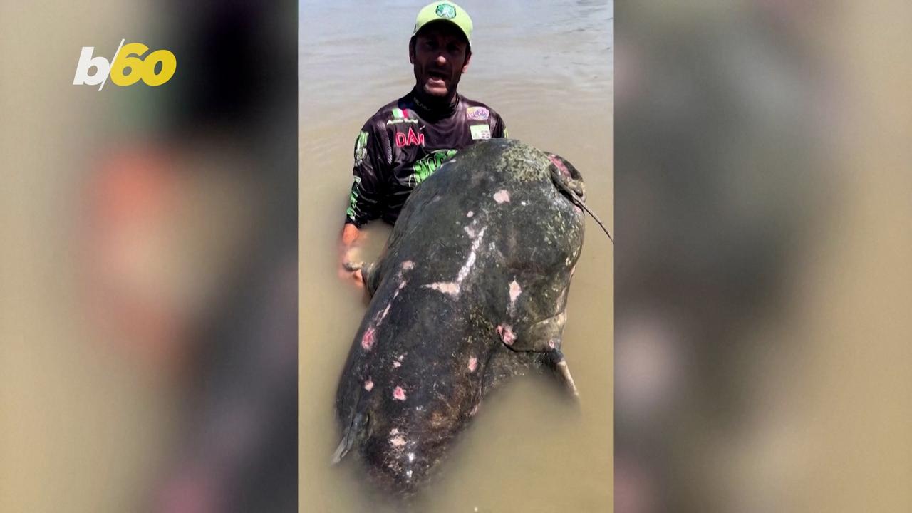 Giant Catfish Catch and Release in Italy’s Po One News Page VIDEO
