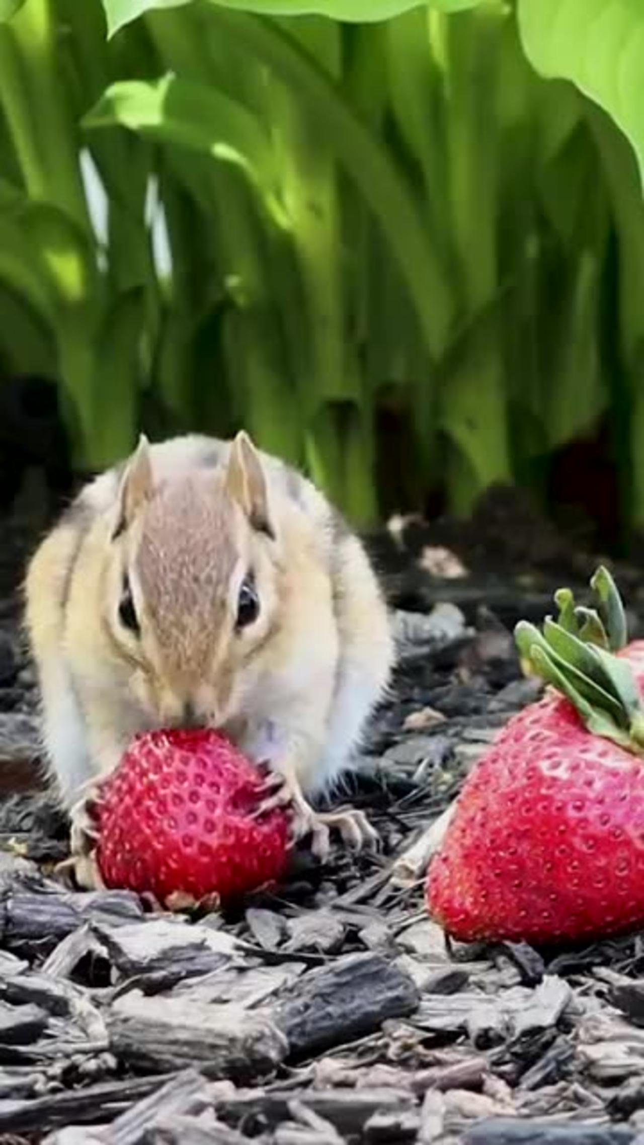Dog and Cat Flicks Cute lil Chipmunk eating a One News Page VIDEO