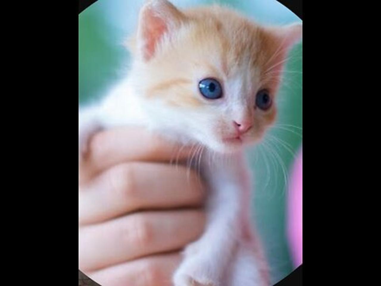Cute kittens -funny and cute cat vedios 2023