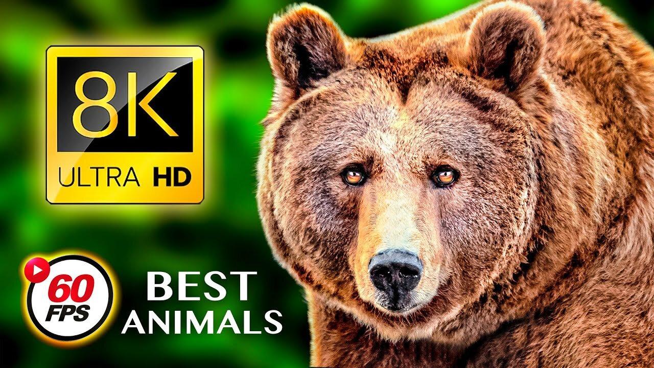 THE BEST ANIMALS 8K ULTRA HD / 60FPS HDR