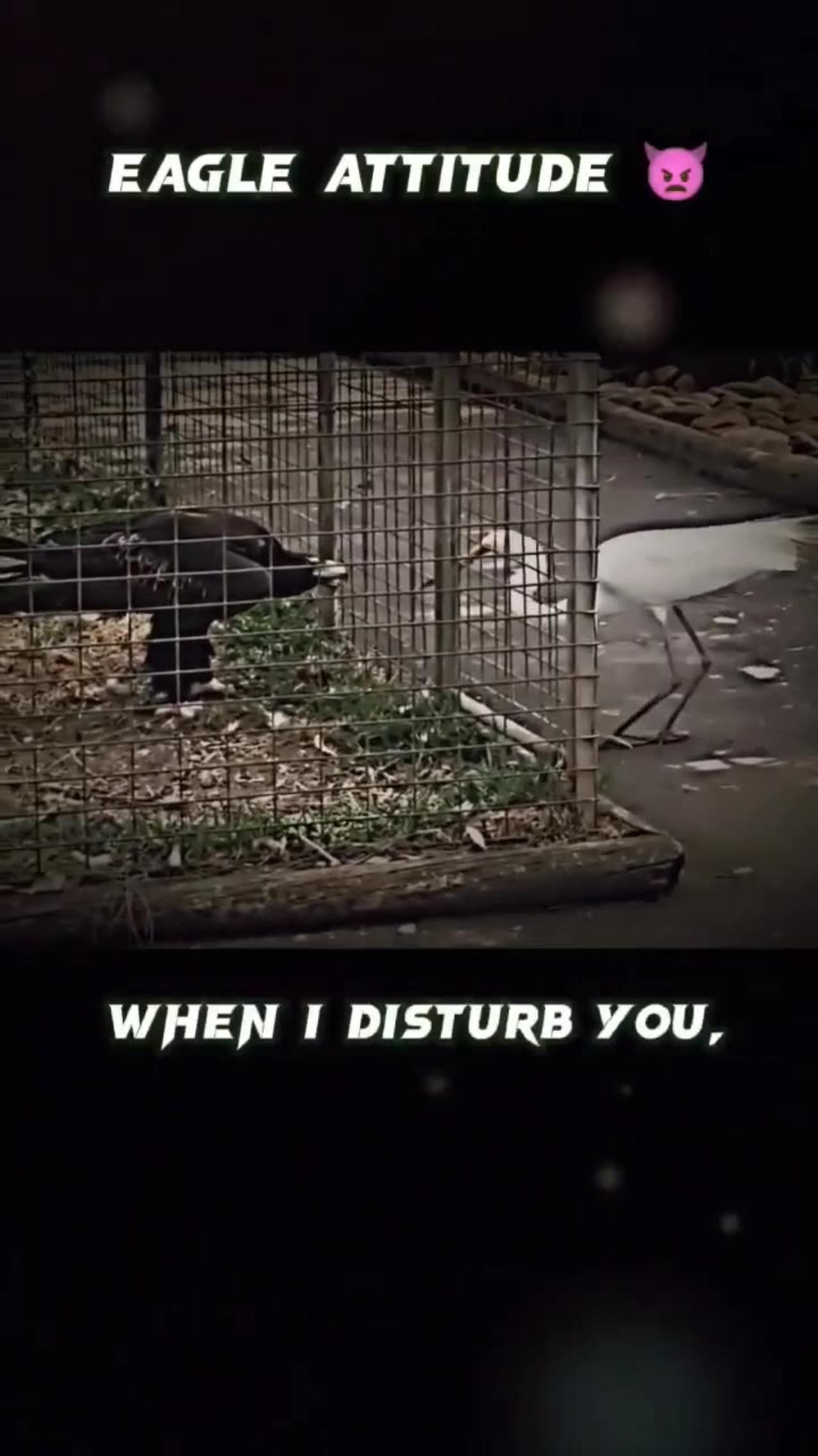 Eagle vs swan - One News Page VIDEO