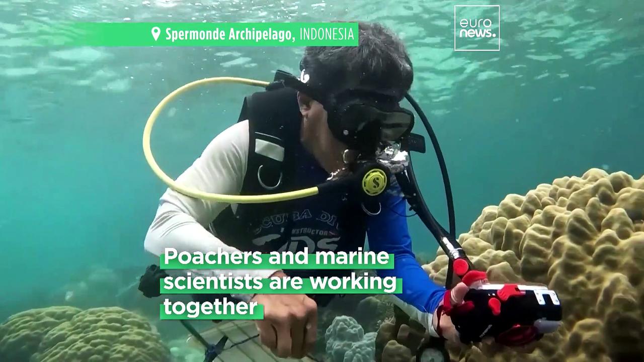 Meet the ex-poachers restoring the Indonesian coral reefs they destroyed