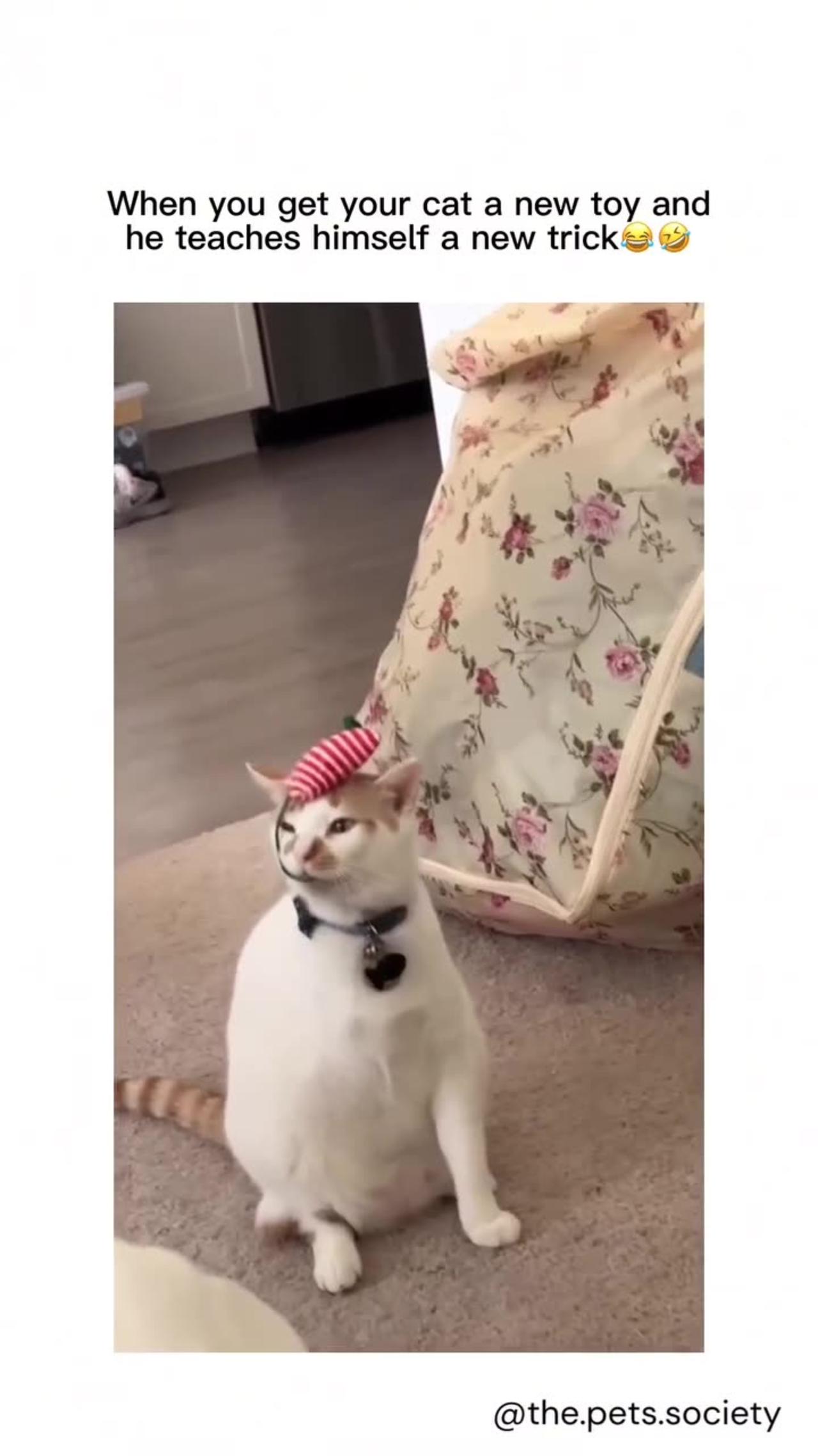 When you get your cat a new toy and he teaches himself a new trick😂