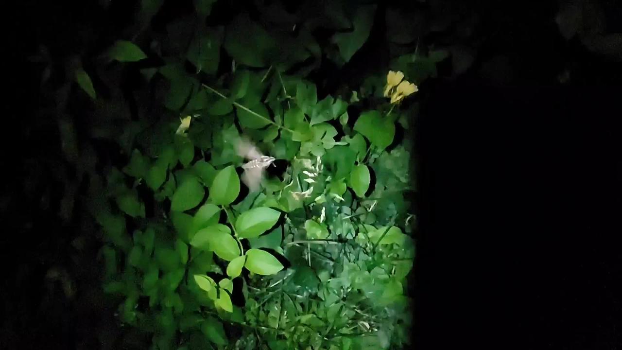 Hummingbird moth in the honeysuckle