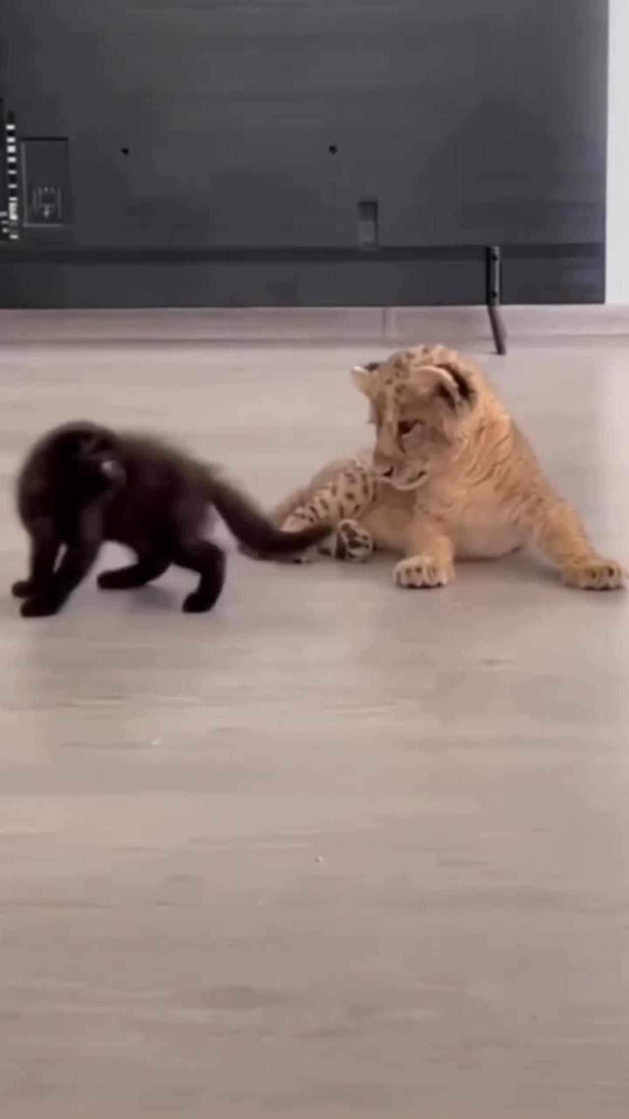 Cute And Funny Animal Videos