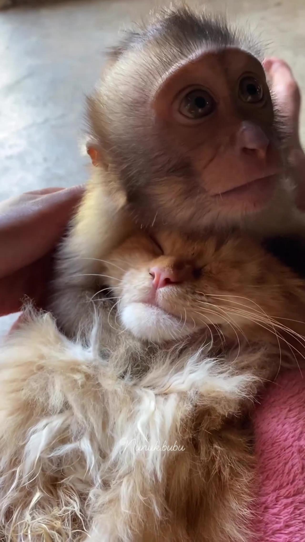 monkey and cat