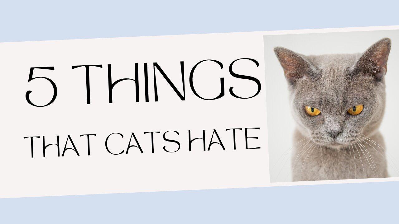 5 Things That Cats Hate One News Page Video