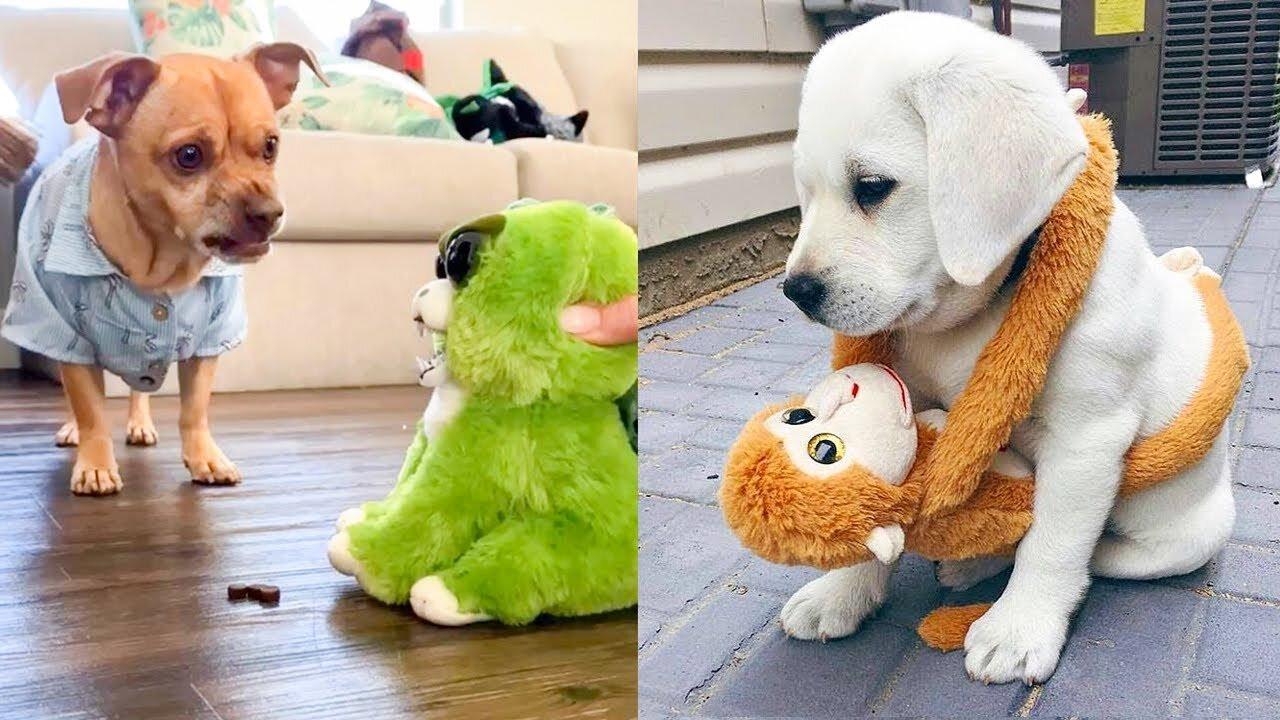 Funny and Cute Dog Reaction to Playing Toy | Aww Animals