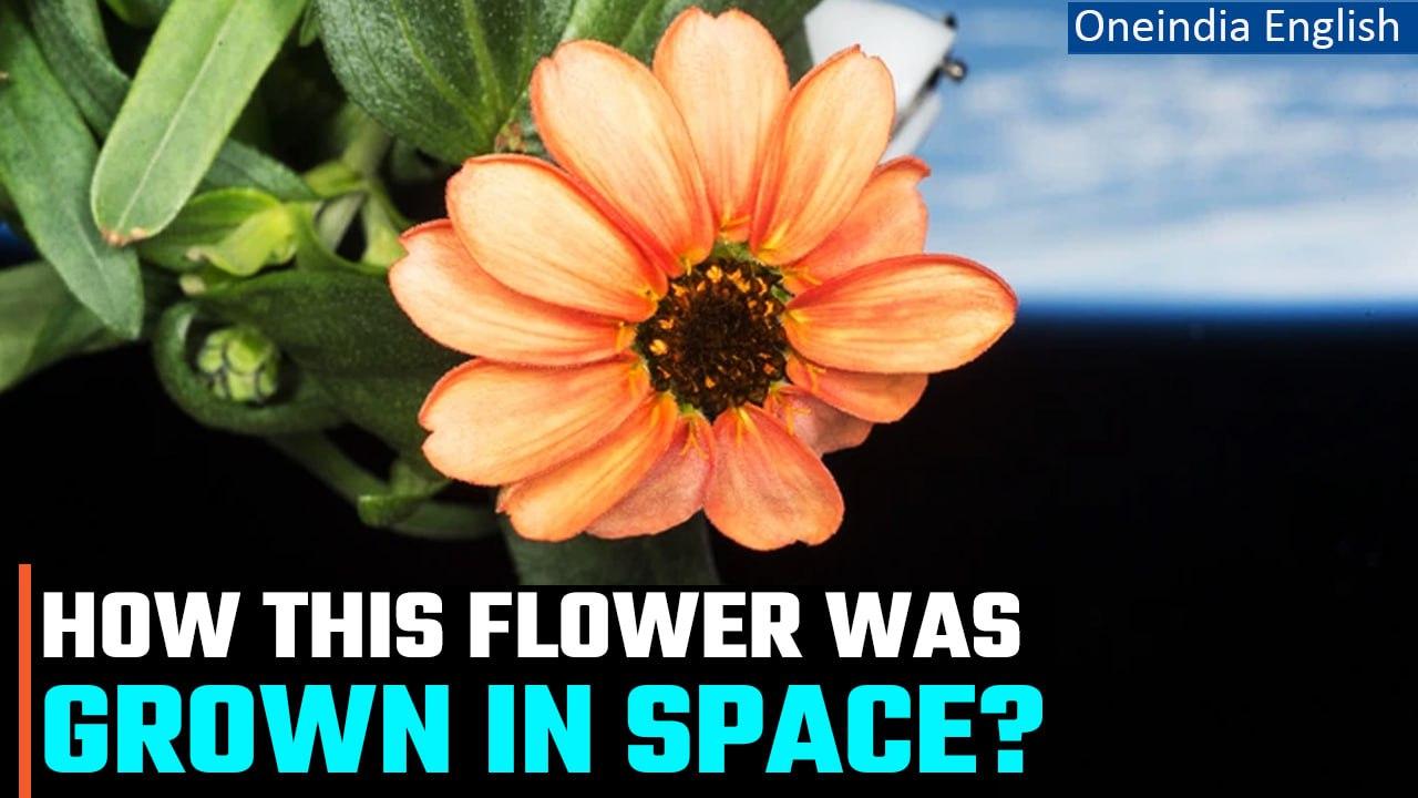 NASA shares image of the flower grown in space, One News Page VIDEO
