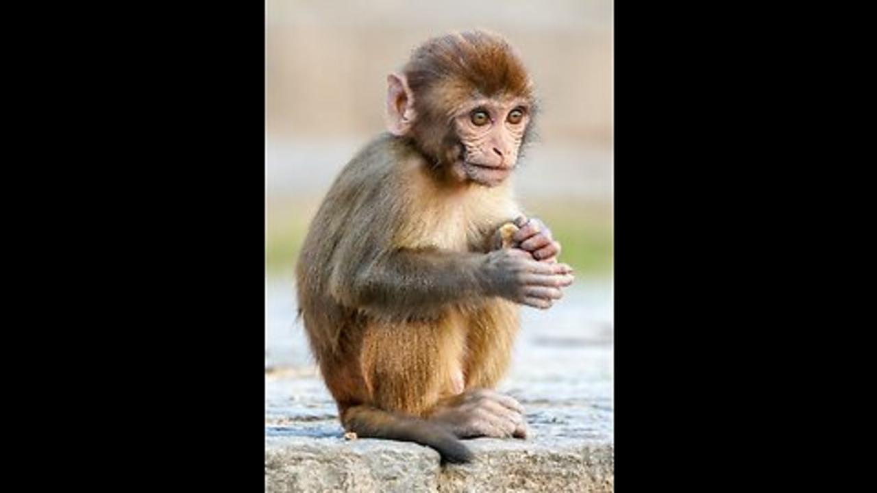 Adorable Baby Monkey Bo Plays And Bonds With Village Children - Heartwarming Video!