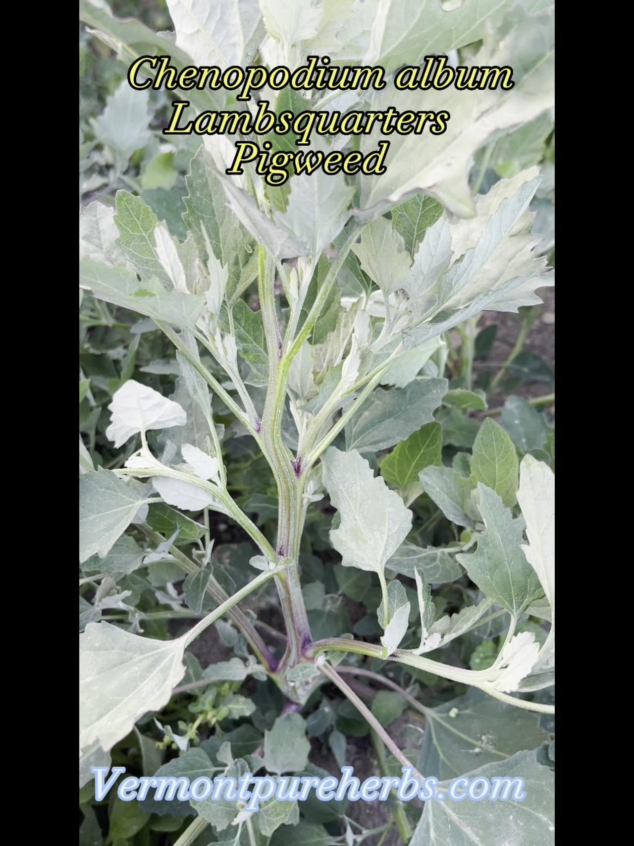 Vermont Pure Herbs present Lambsquarters or One News Page VIDEO