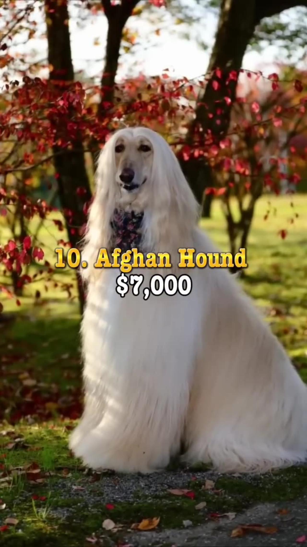 Most Expensive Dogs in the world. One News Page VIDEO