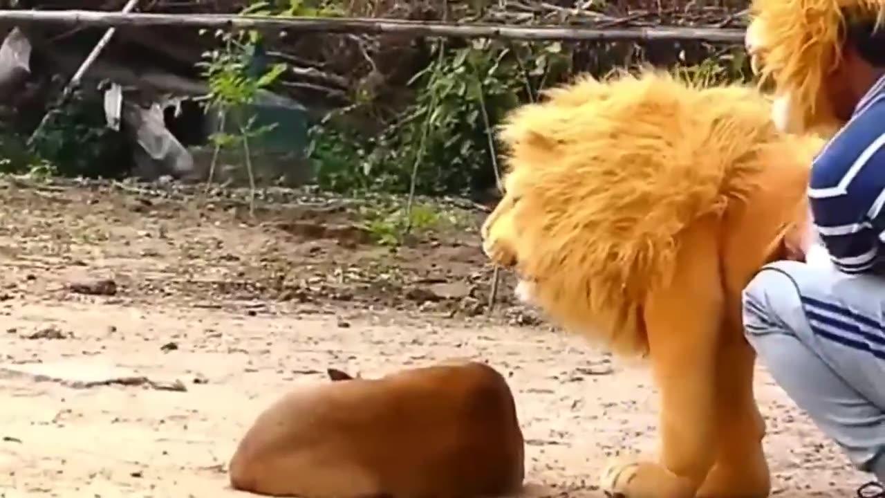 Dog Funny & fake Lion and Fake Tiger Prank To dog & Huge Box Prank to dog
