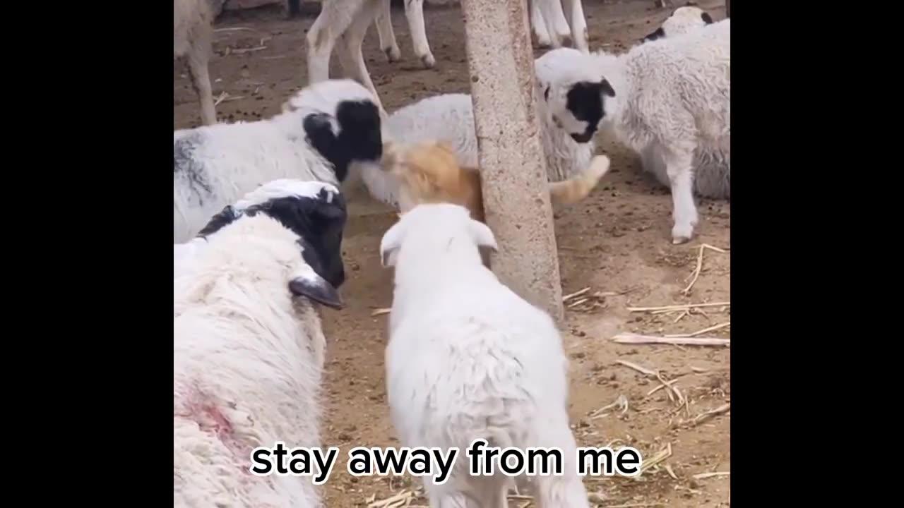 Cats Funny Compilation Popular Cat Video Of 2023 One News Page Video