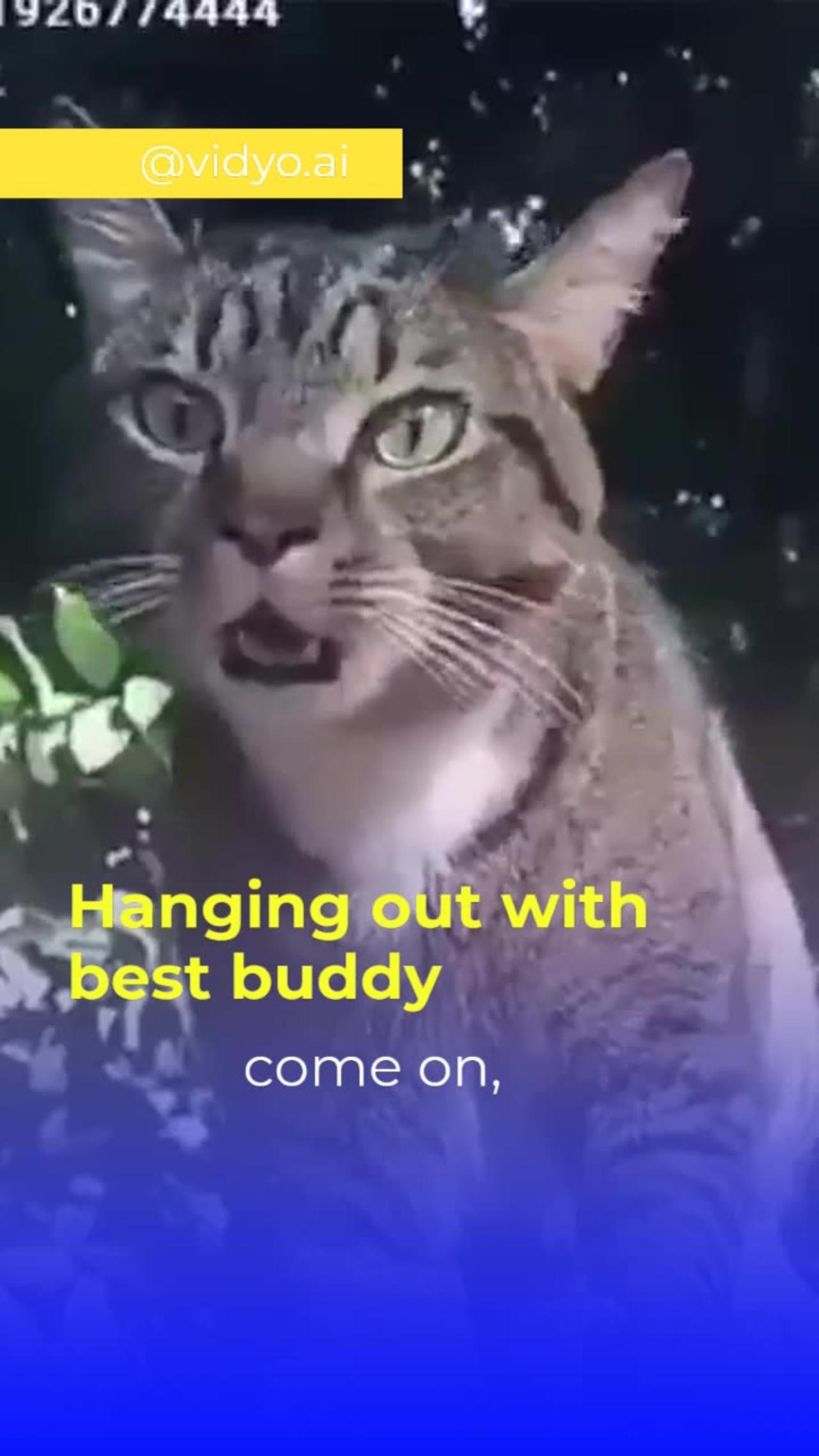 This cats are very naughty this video is very funny
