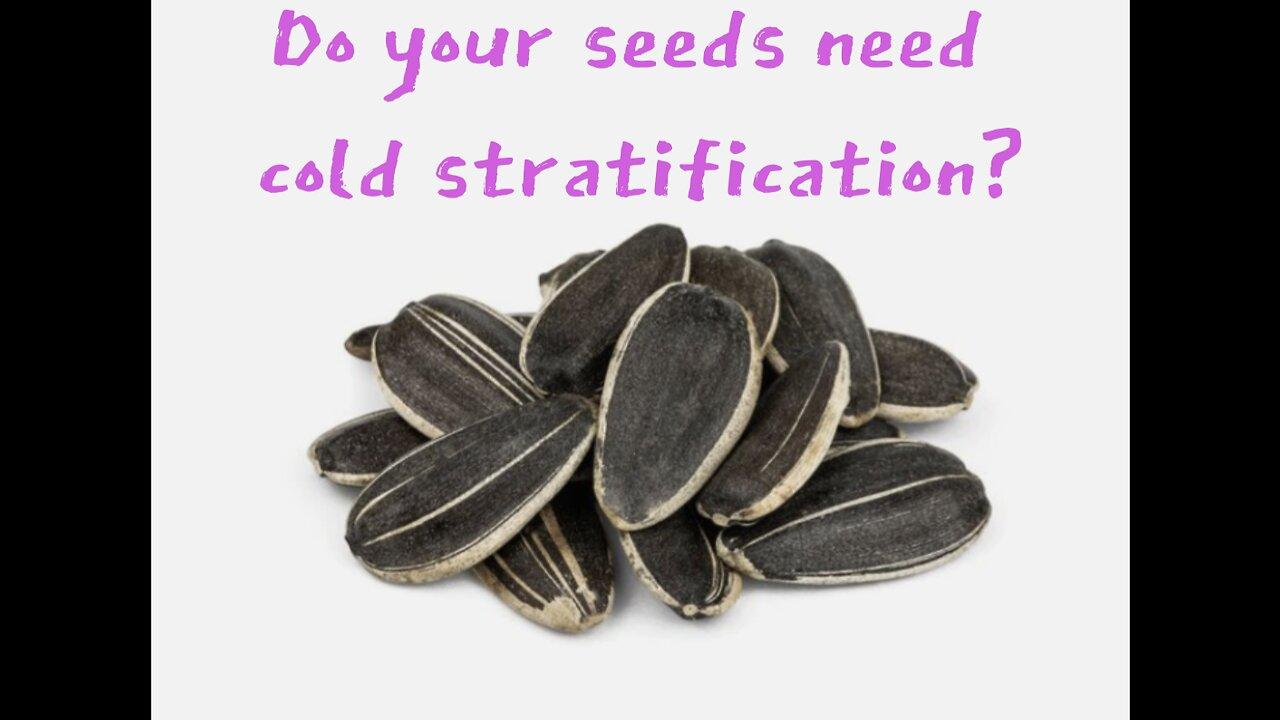 Do your seeds need cold stratification? One News Page VIDEO