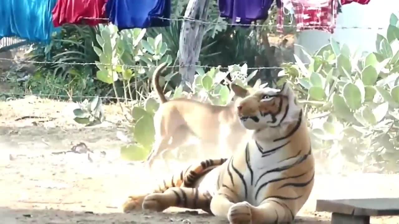 Funny prank to dog with fake lion and fake tiger