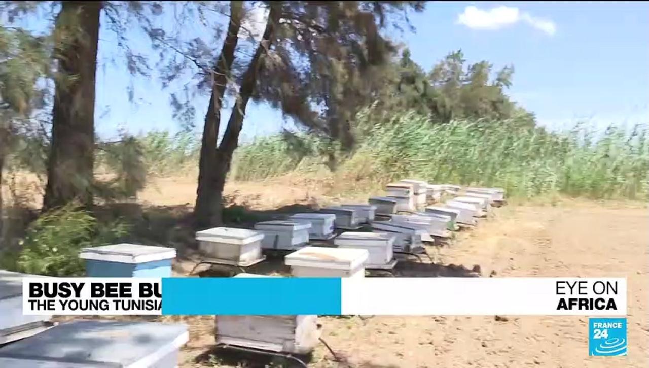 Busy bee business: The young Tunisians turning to beekeeping