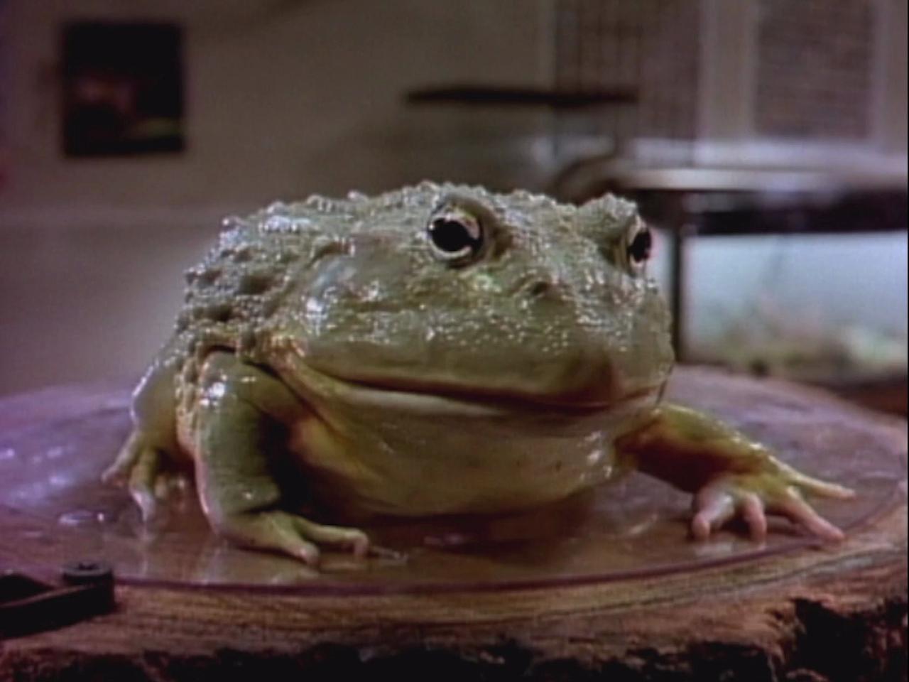 Frog Movie (1988) - Scott Grimes, Shelley Duvall, Elliott Gould, Paul Williams