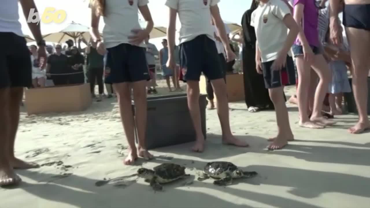 These Sea Turtles Were Released Back into the Sea