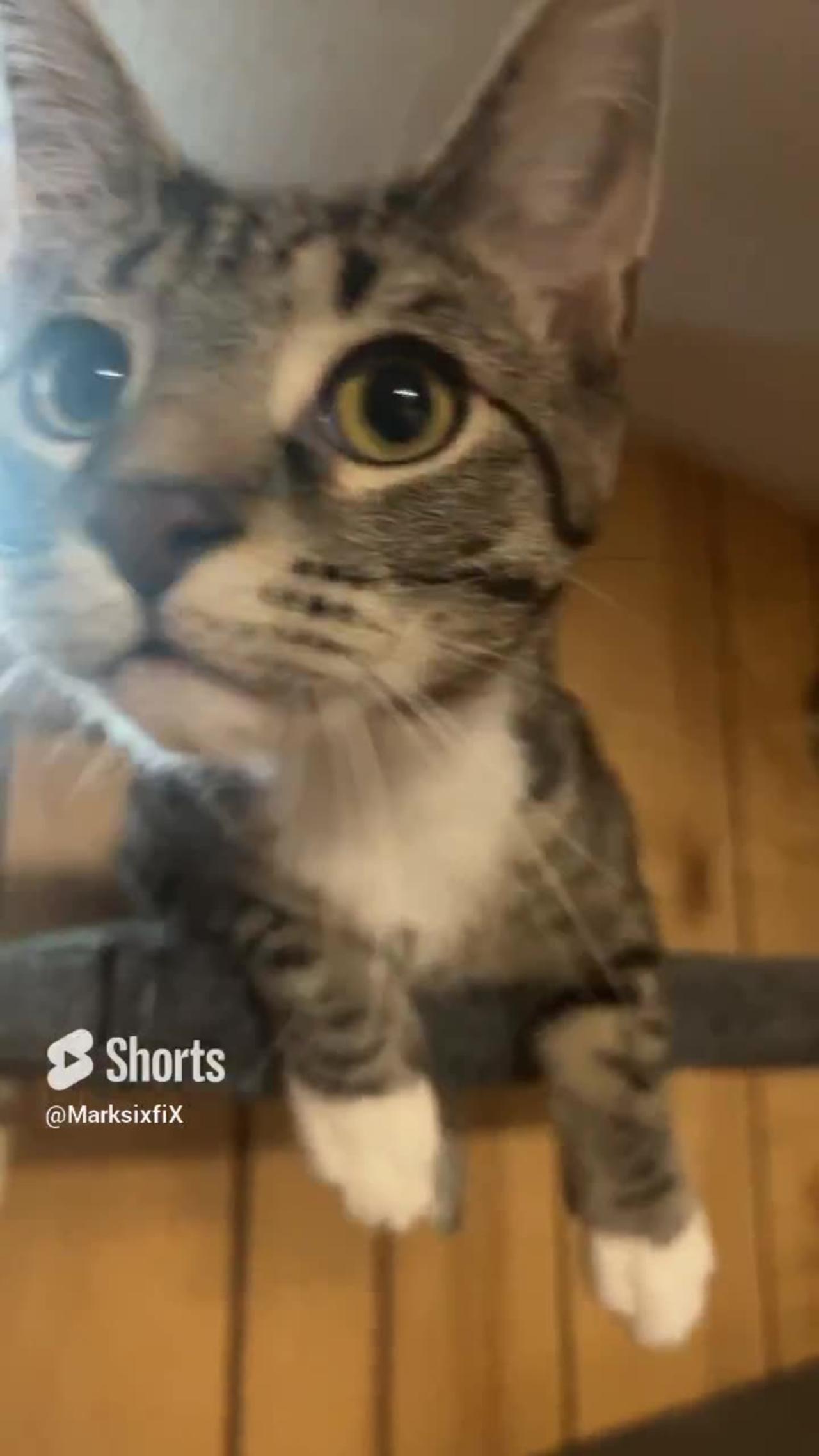 Follow or I send the cat One News Page VIDEO