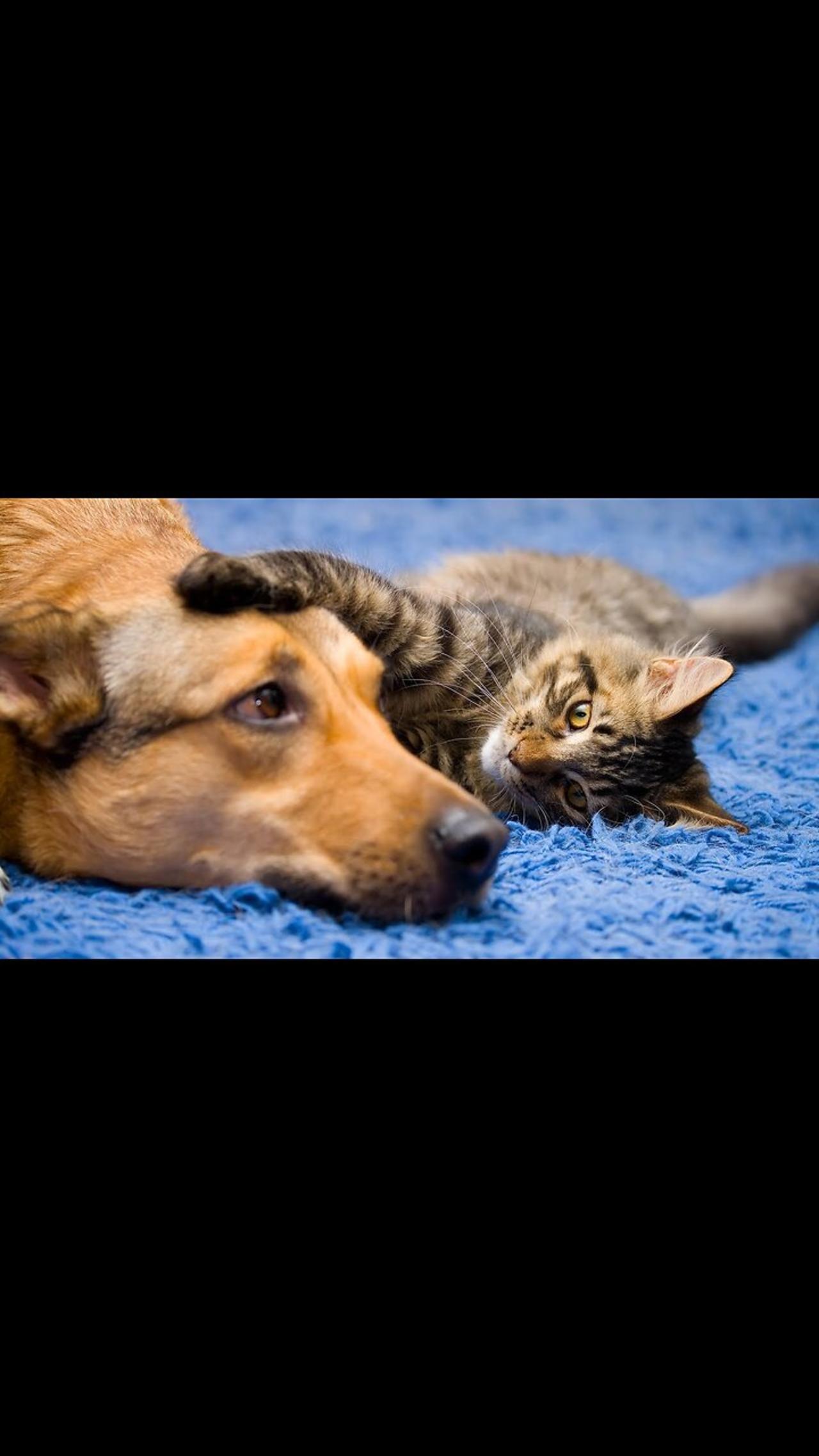 Friendship like a cat with a dog!