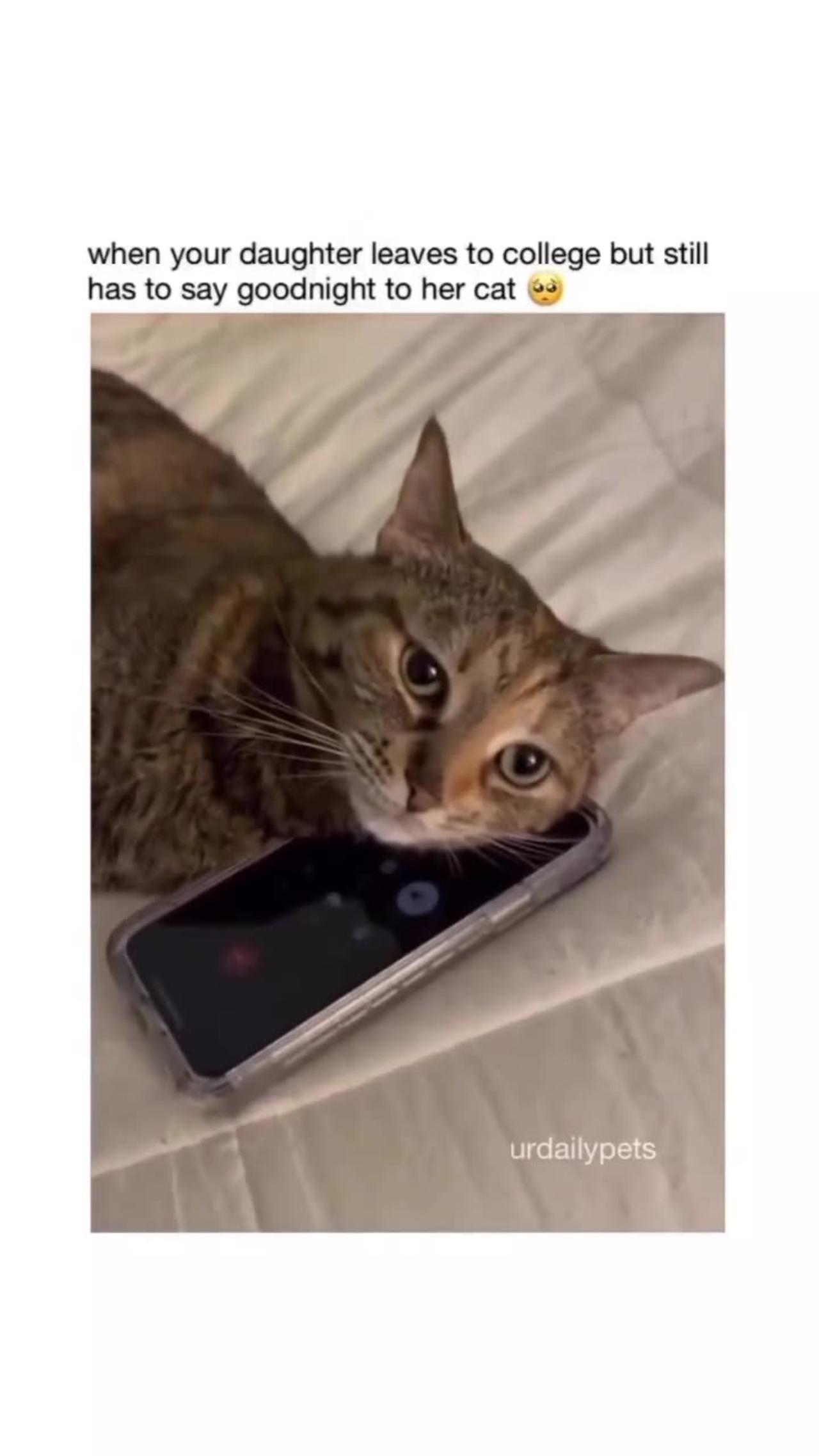 My cat is phone addicted any one can help me