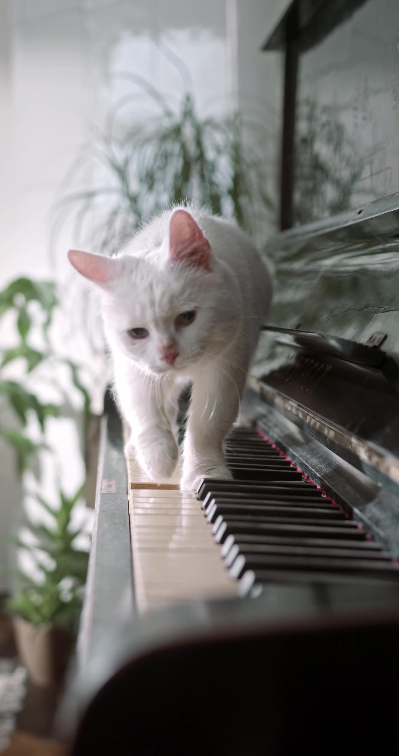 a-cat-walking-over-the-piano-keyboard