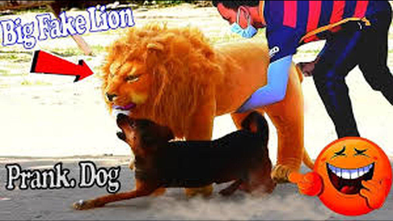 Troll Prank Dog Funny _ fake Lion and Fake Tiger Prank To dog _ Huge Box Prank to dog(720P_HD)