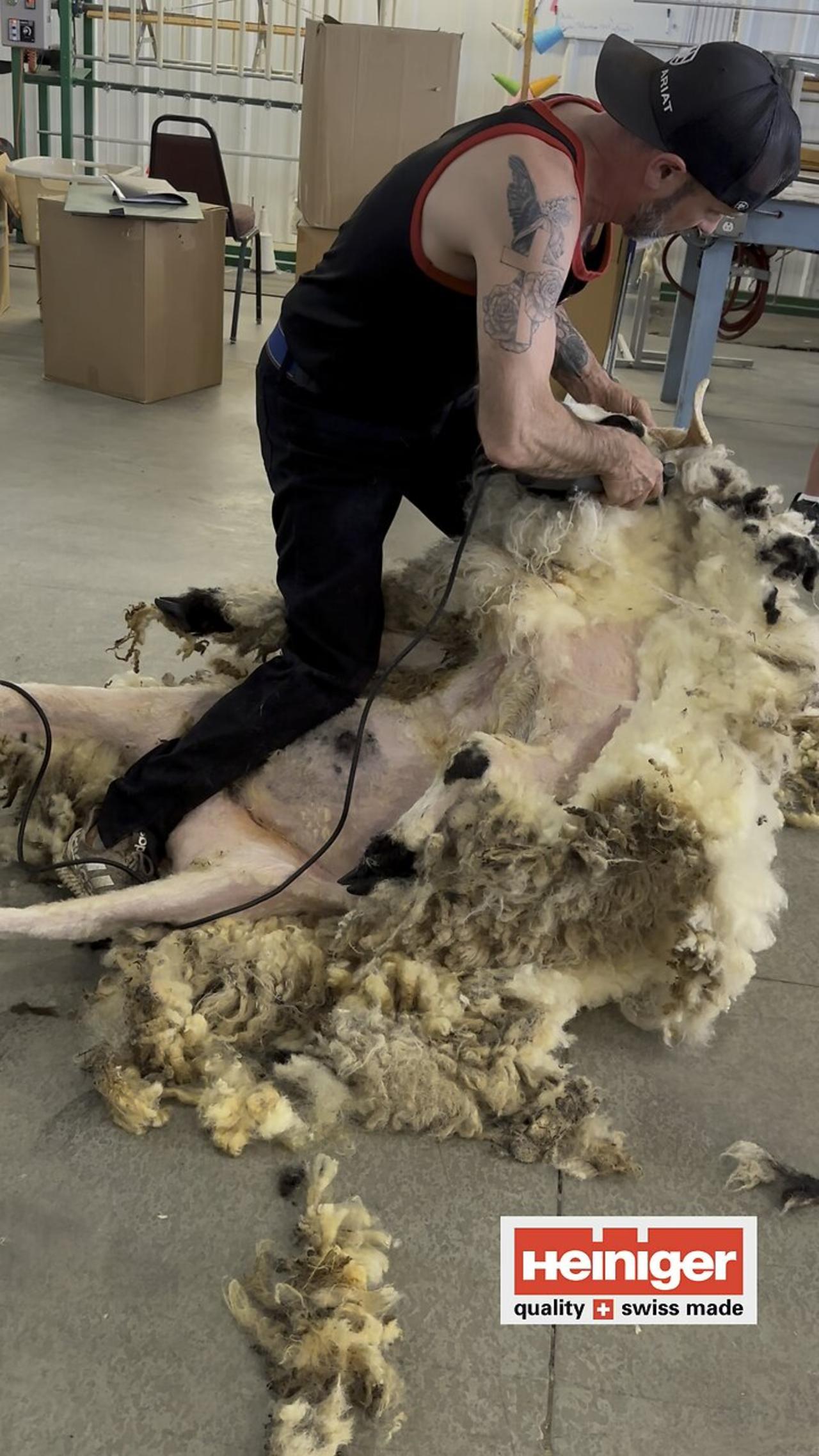 Shearing Yarnold 🧶🐏 Blacknose Valais