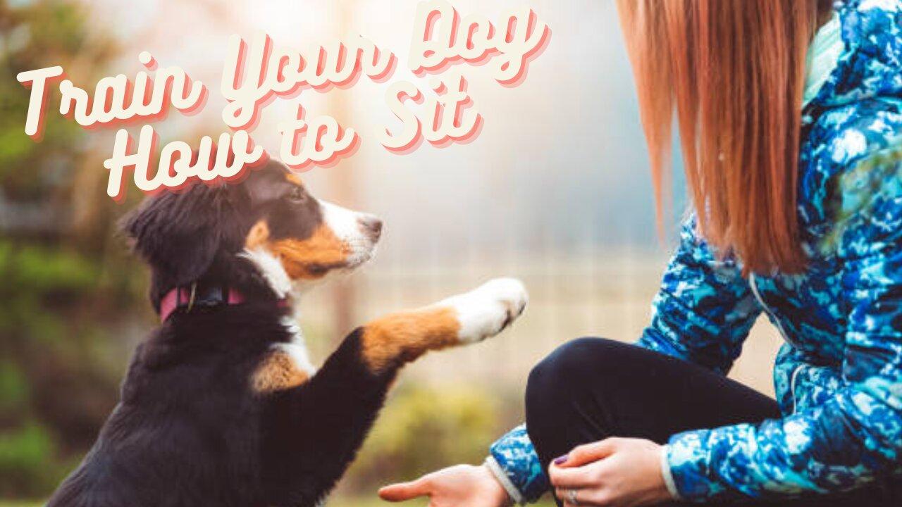 Train Your Dog How To Sit. Step By Step Training One News Page VIDEO