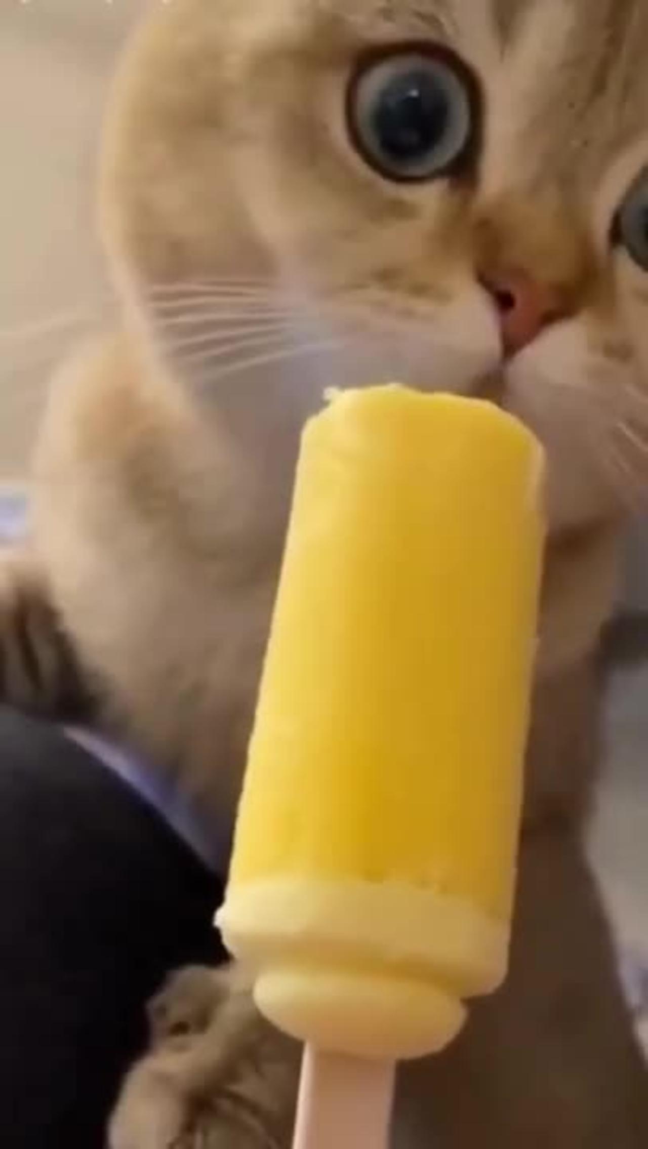 Cute cats videos One News Page VIDEO