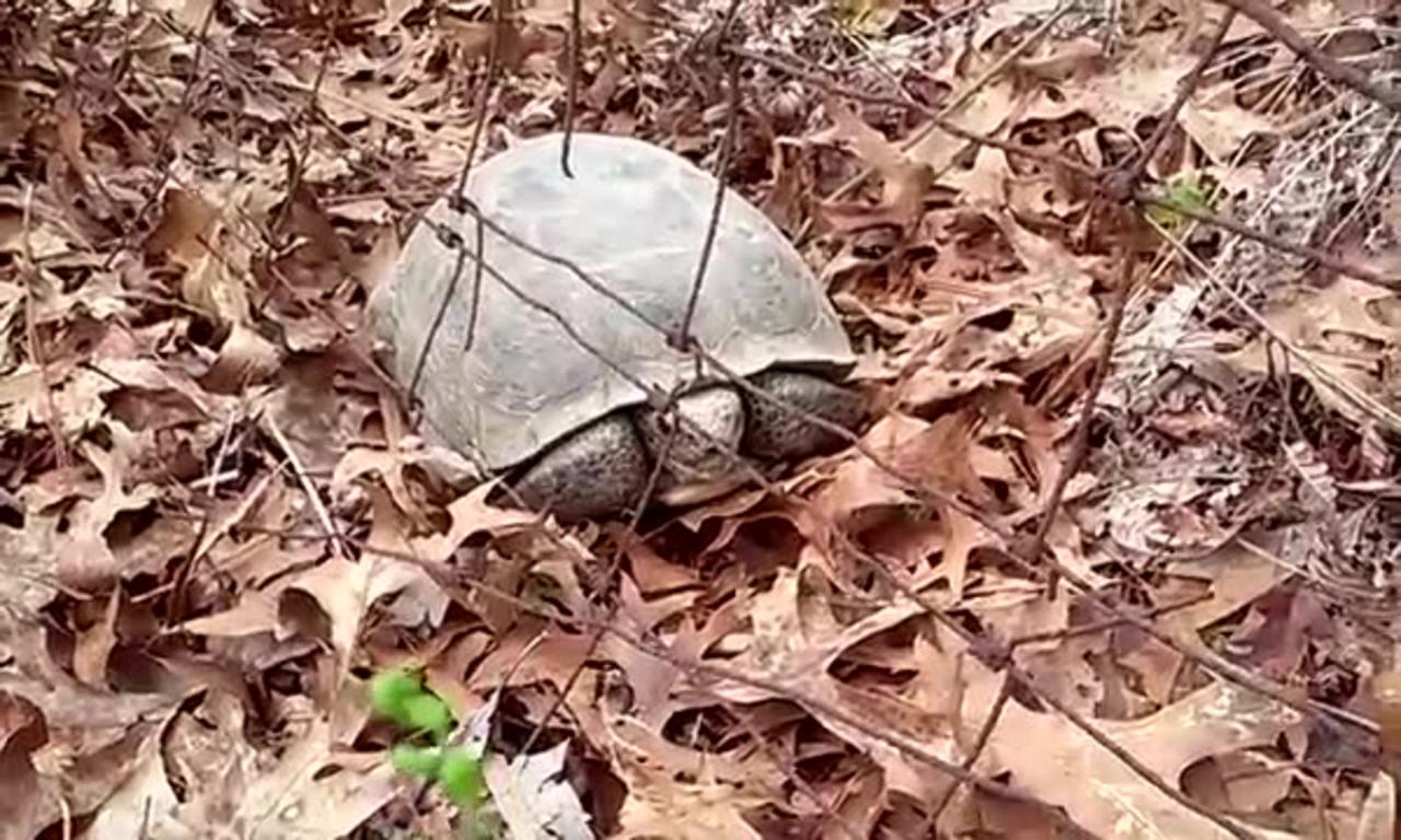 Giant South Georgia Tortoise !