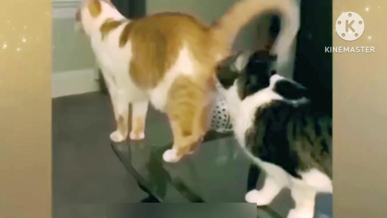 Animal funny clips - Cute Cats & Dogs video