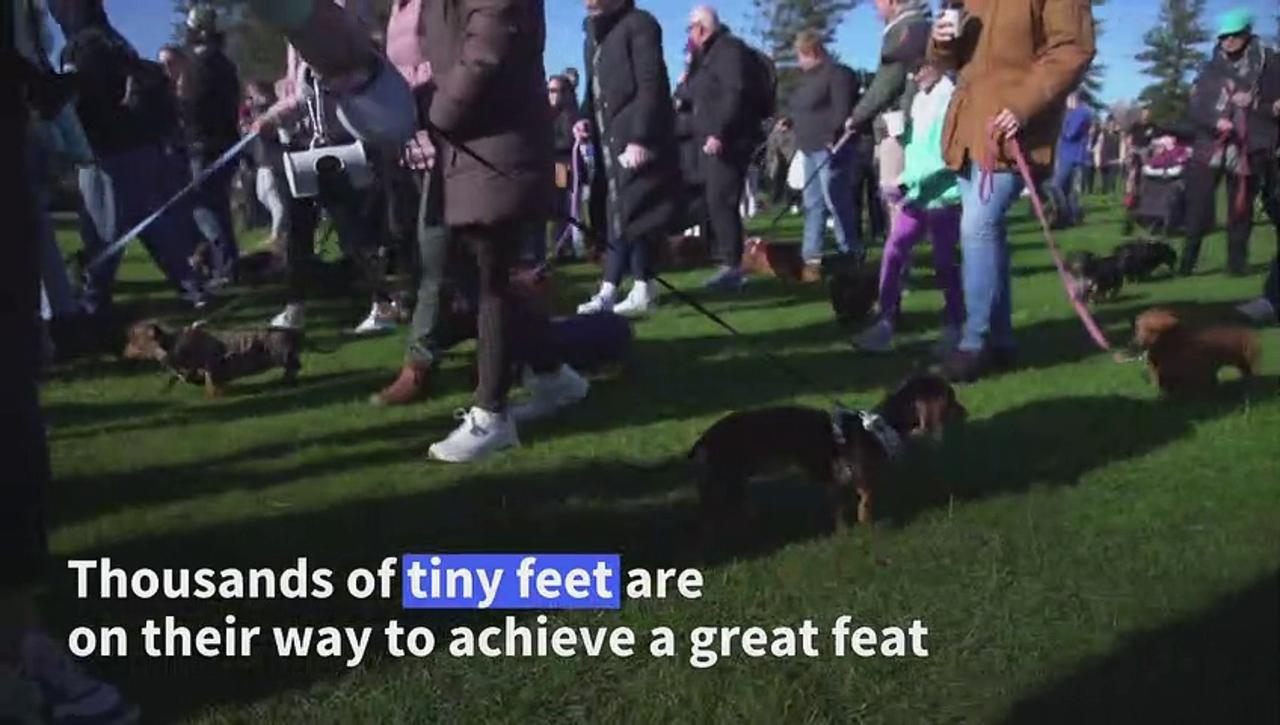 Sausage dogs break new world record One News Page VIDEO