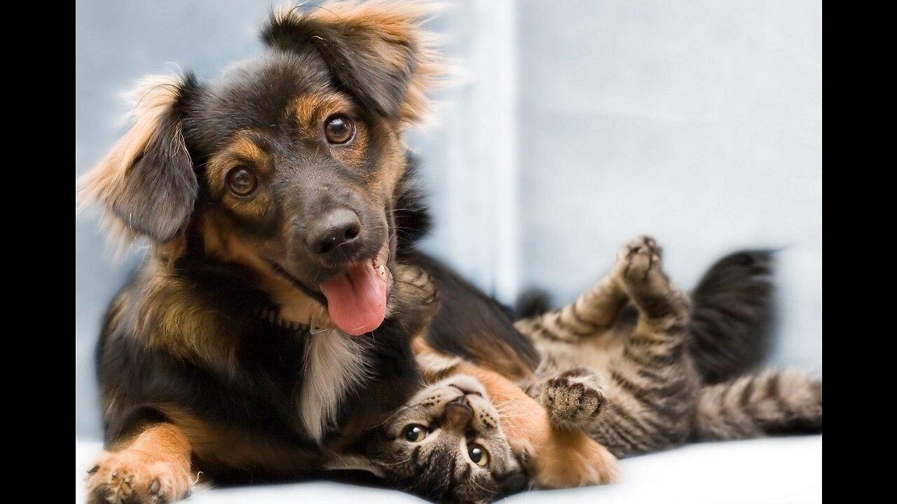 cats-and-dogs-their-relationship-one-news-page-video