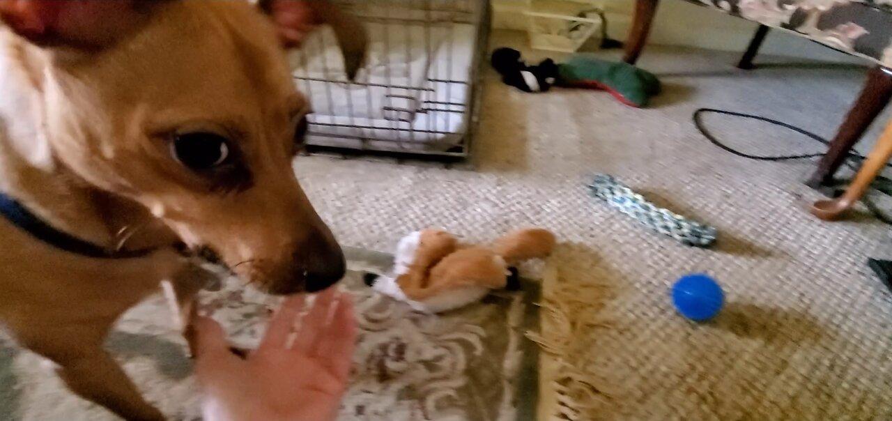 Teaching My Dog How To Use The "Ball One News Page VIDEO