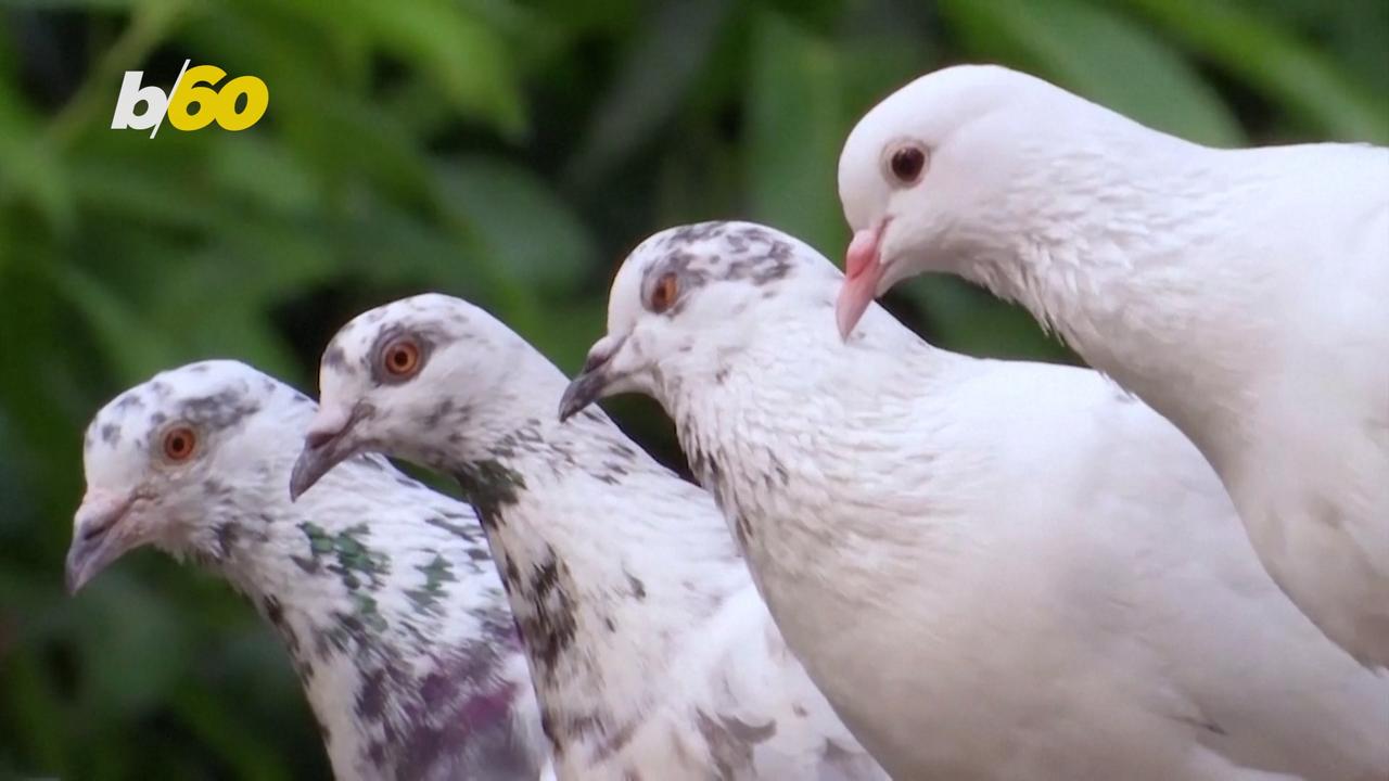 Carrier Pigeons Still Employed in Eastern India