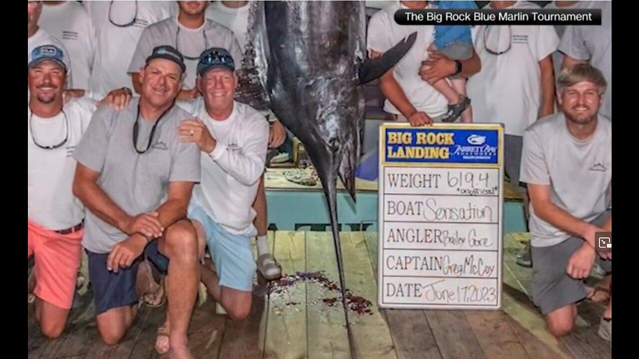 Fishing crew loses out on millions in prize money despite catching 619-pound blue marlin